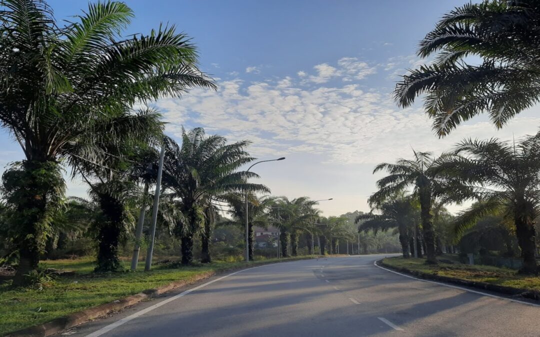 Palm Oil built on slavery and convicts: Is that Good Capitalism?